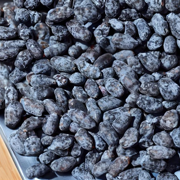 Haskap - Polar Jewel (Lonicera caerulea 'Polar Jewel')