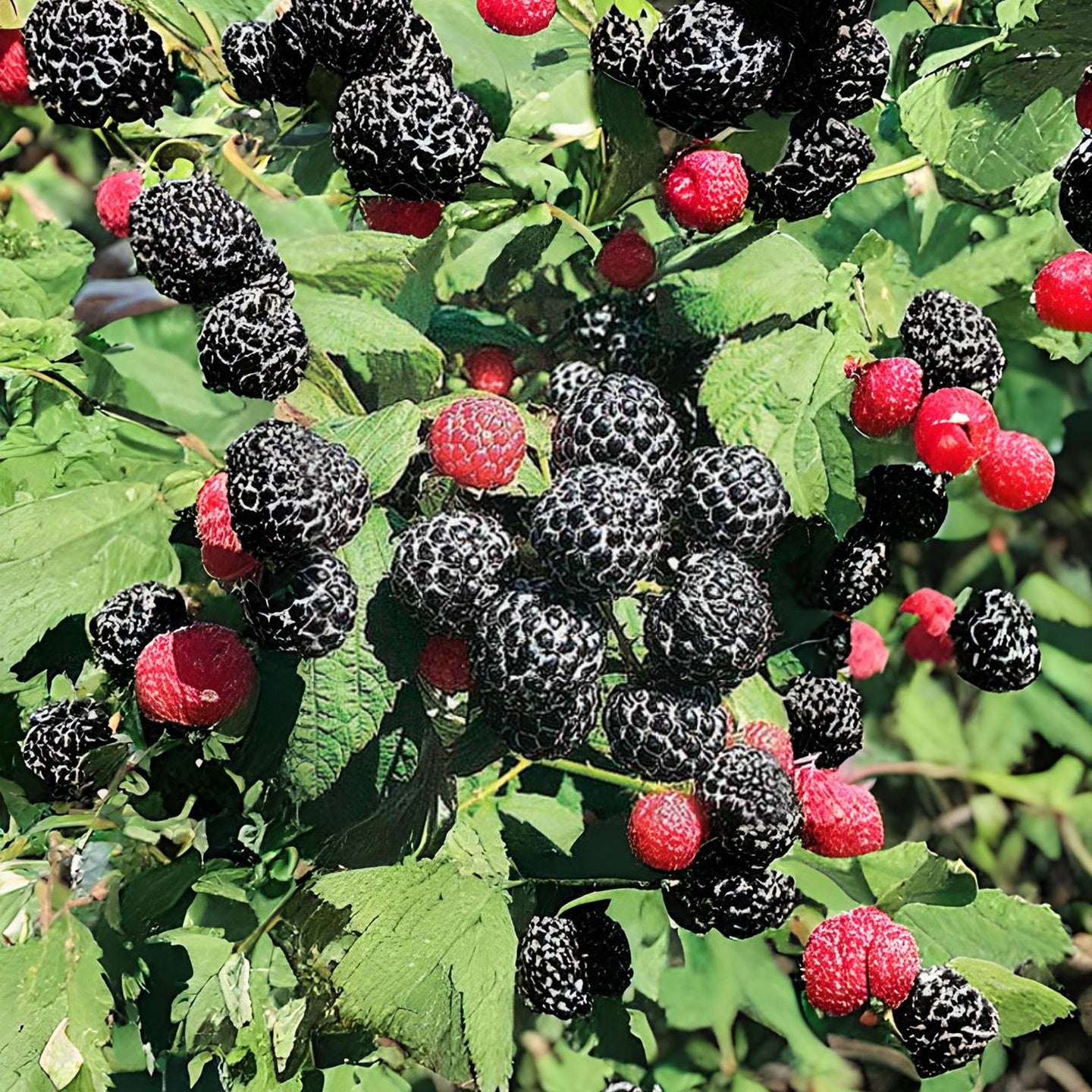 Wyoming Black Raspberry (Rubus occidentalis 'Wyoming')
