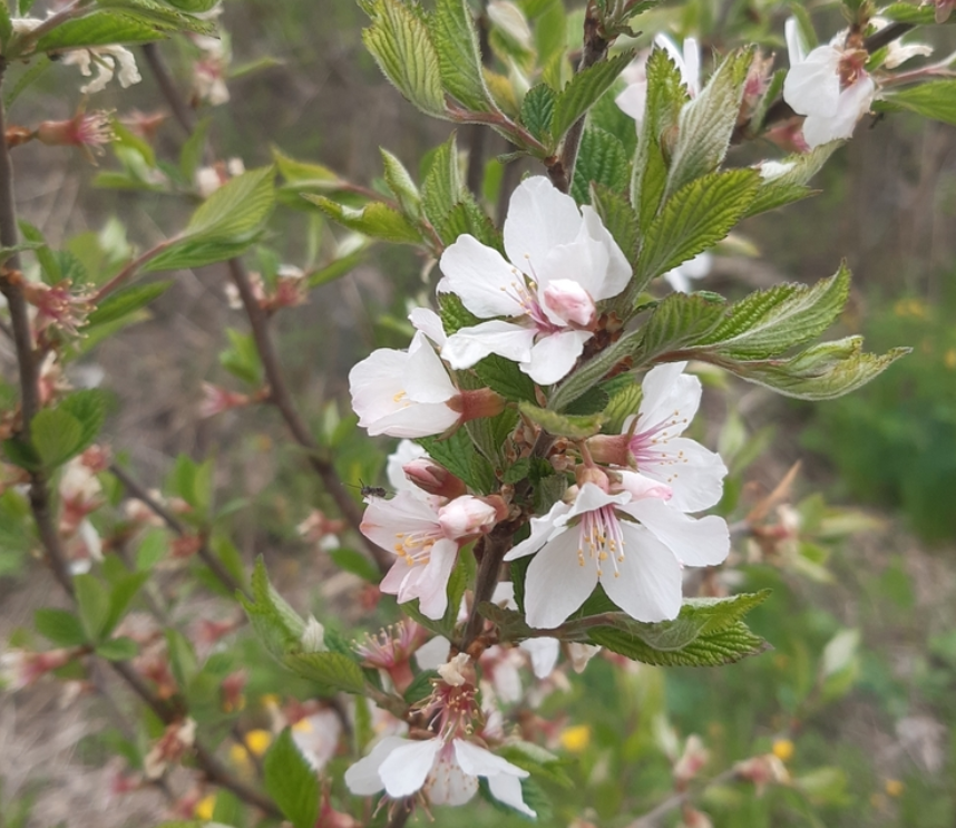 Nanking Cherry Seeds (Prunus tomentosa) - Cold Hardy Cherry Tree - (Zone 3) - 18 Seeds