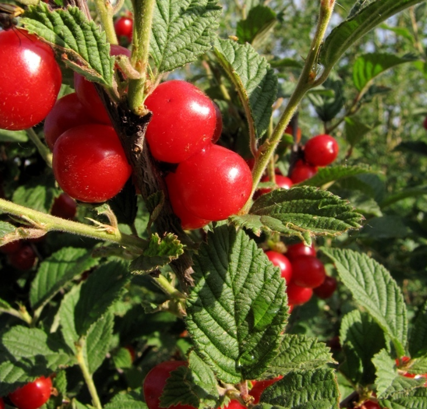Nanking Cherry Seeds (Prunus tomentosa) - Cold Hardy Cherry Tree - (Zone 3) - 18 Seeds