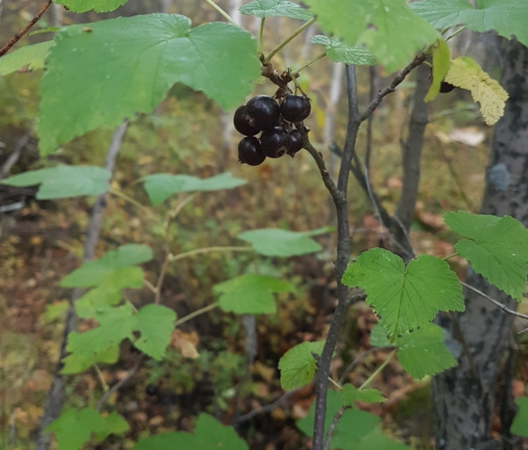Black Currant (Ribes nigrum) - Perennial - Berry Bush - Zone 3 - 200+ Seeds