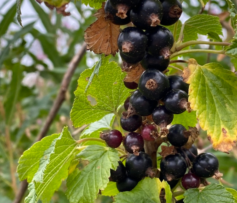 Black Currant (Ribes nigrum) - Perennial - Berry Bush - Zone 3 - 200+ Seeds