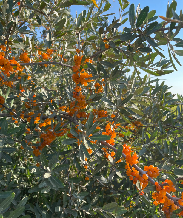 Mûre de bufflonne argentée (Shepherdia argentea)