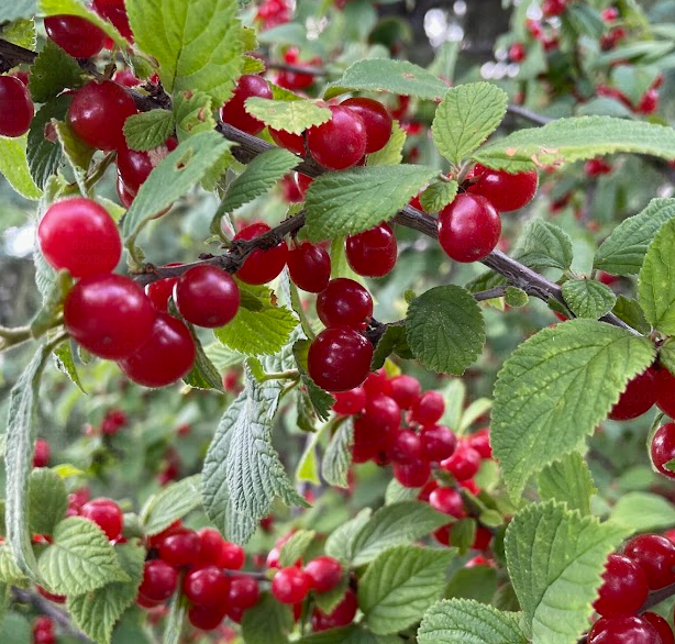 Nanking Cherry Seeds (Prunus tomentosa) - Cold Hardy Cherry Tree - (Zone 3) - 18 Seeds