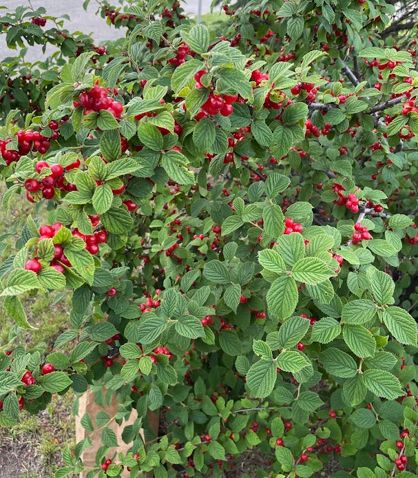 Nanking Cherry Seeds (Prunus tomentosa) - Cold Hardy Cherry Tree - (Zone 3) - 18 Seeds