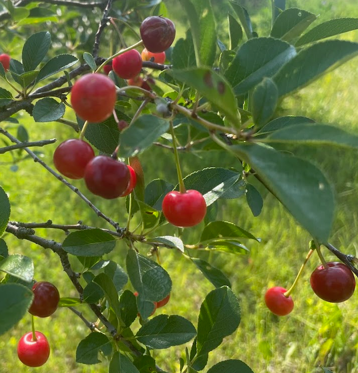 Graines de Cerisier aigre (Prunus x kerrasis) - Cerisier résistant au froid - (Zone 3) - 15 graines