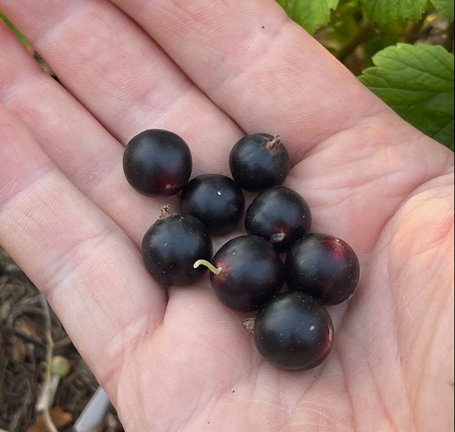 Cassis Ben Conan (Ribes nigrum)