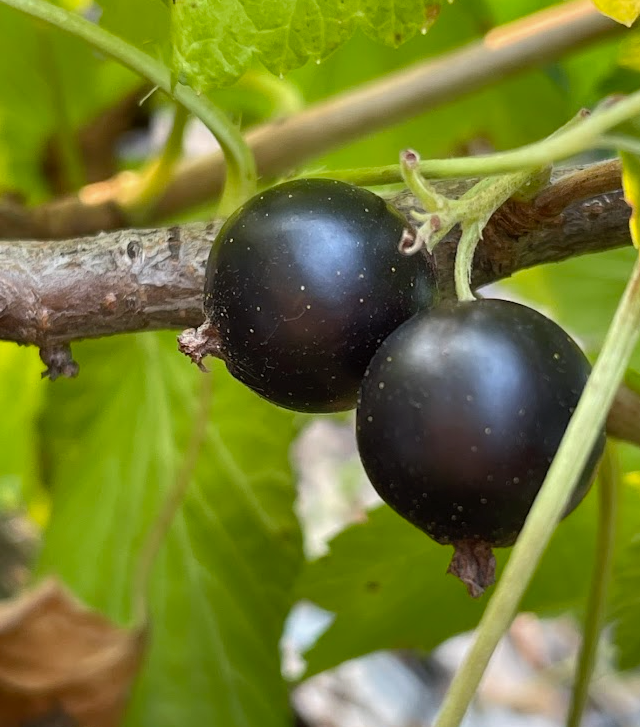 Cassis Ben Conan (Ribes nigrum)