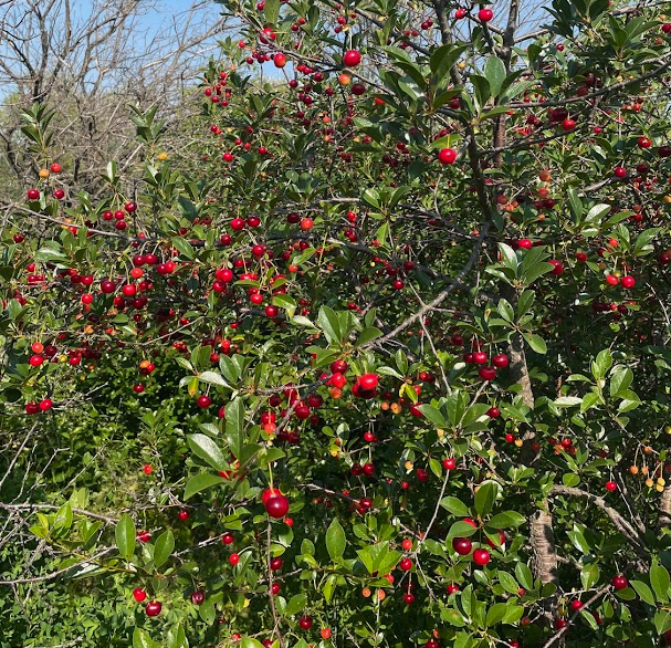 Graines de Cerisier aigre (Prunus x kerrasis) - Cerisier résistant au froid - (Zone 3) - 15 graines