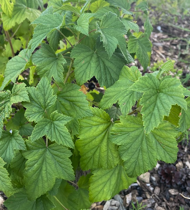 Cassis Ben Conan (Ribes nigrum)