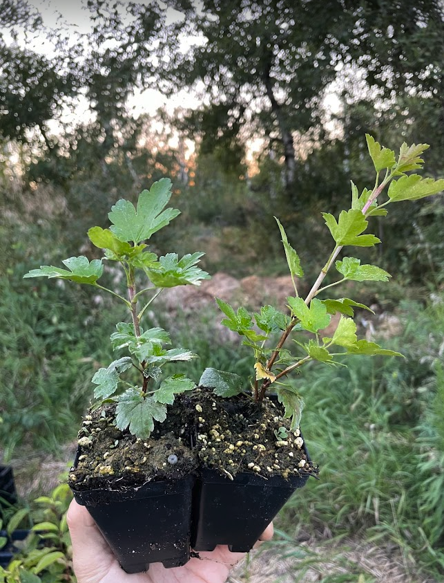 Groseille des Alpes (Ribes alpinum)
