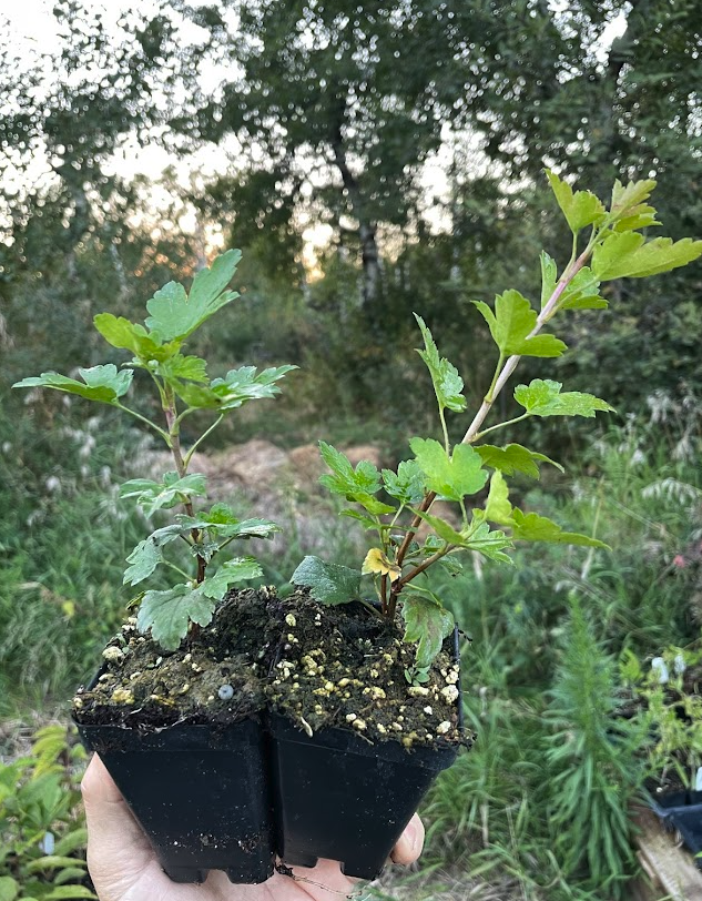 Groseille des Alpes (Ribes alpinum)