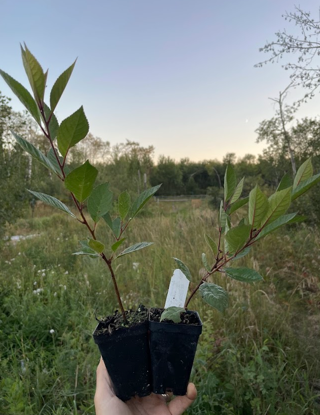 Cerisier noir de Nankin (Prunus tomentosa x Prunus besseyi 'Nigra')