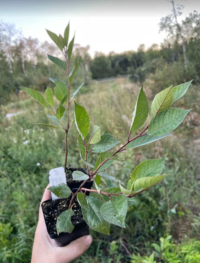 Cerisier noir de Nankin (Prunus tomentosa x Prunus besseyi 'Nigra')
