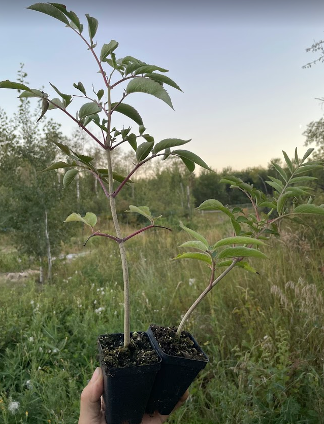 Sureau du Canada (Sambucus canadensis 'Bob Gordon')