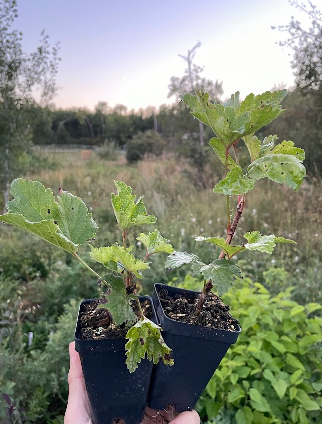 Groseille blanche Primus (Ribes rubrum 'Primus')