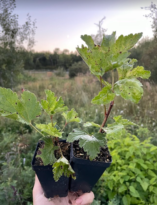 Groseille blanche Primus (Ribes rubrum 'Primus')