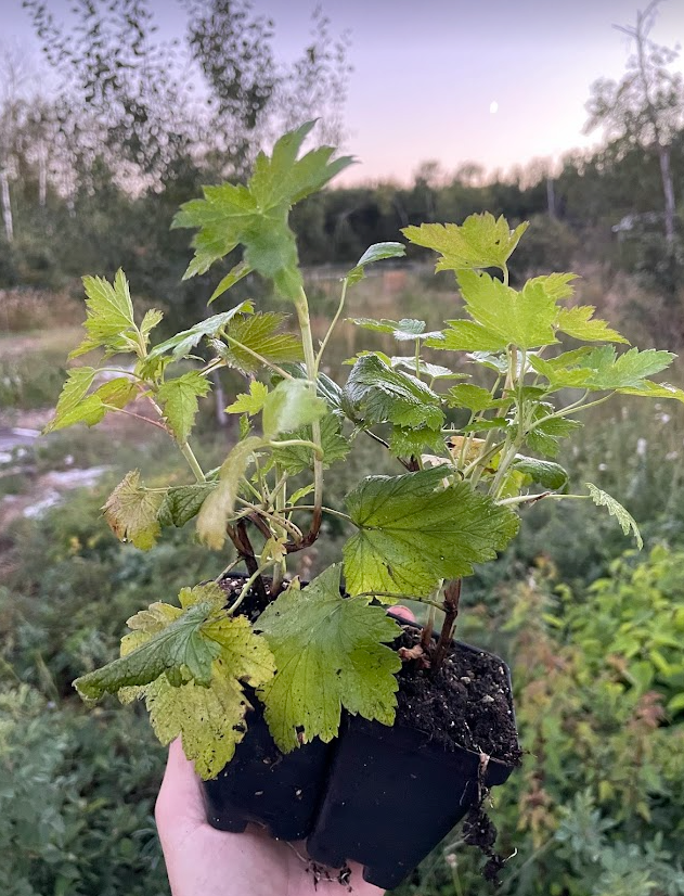 Groseille noire (Ribes nigrum 'Blackdown')