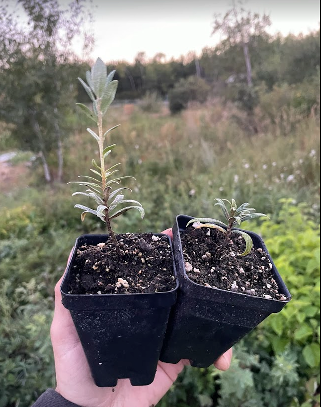 Espino amarillo estrellado plateado (Hippophae rhamnoides 'Silver Star') - Polinizador macho