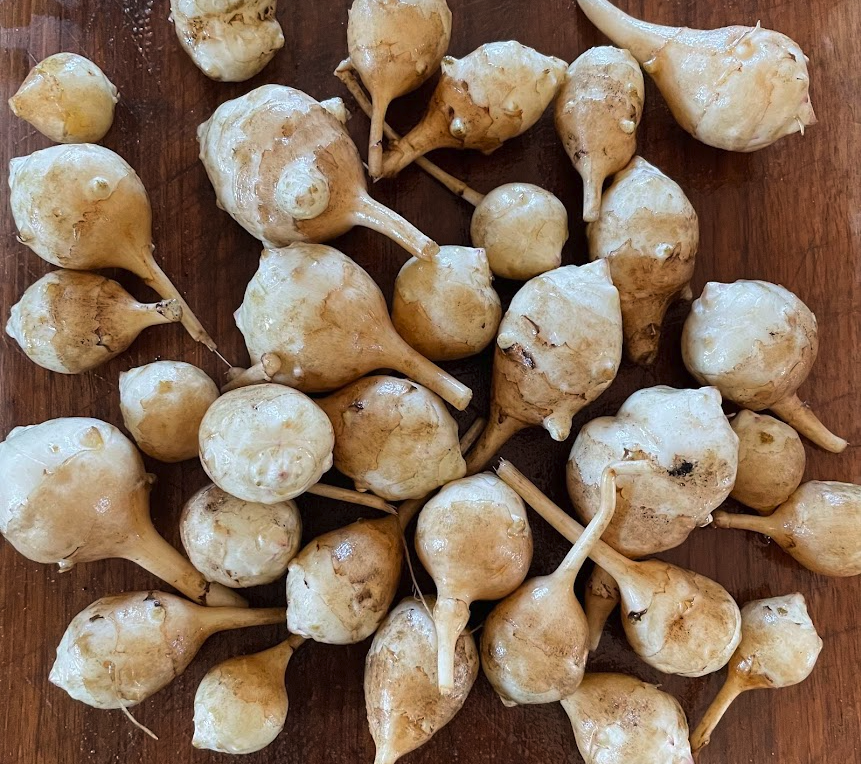 Jerusalem Artichoke Tubers - White - (Helianthus tuberosus) - (For Seed) - (Zone 3) - 5 Tubers