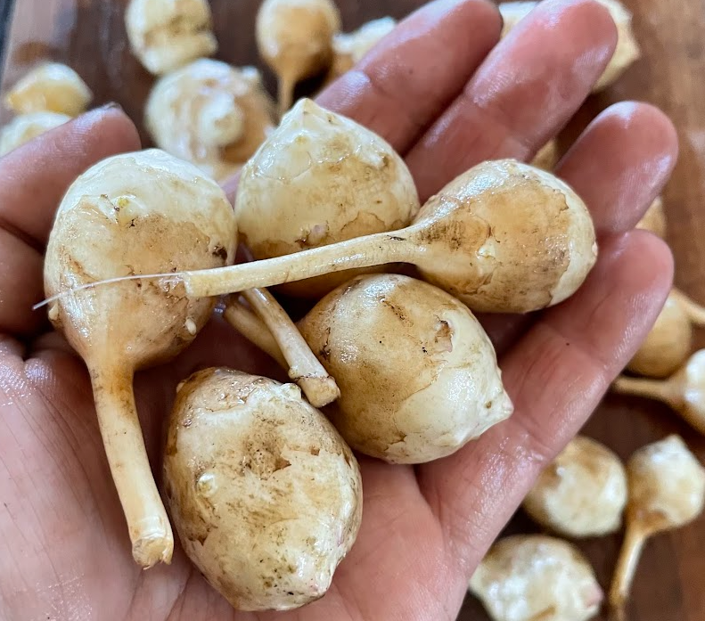 Jerusalem Artichoke Tubers - White - (Helianthus tuberosus) - (For Seed) - (Zone 3) - 5 Tubers