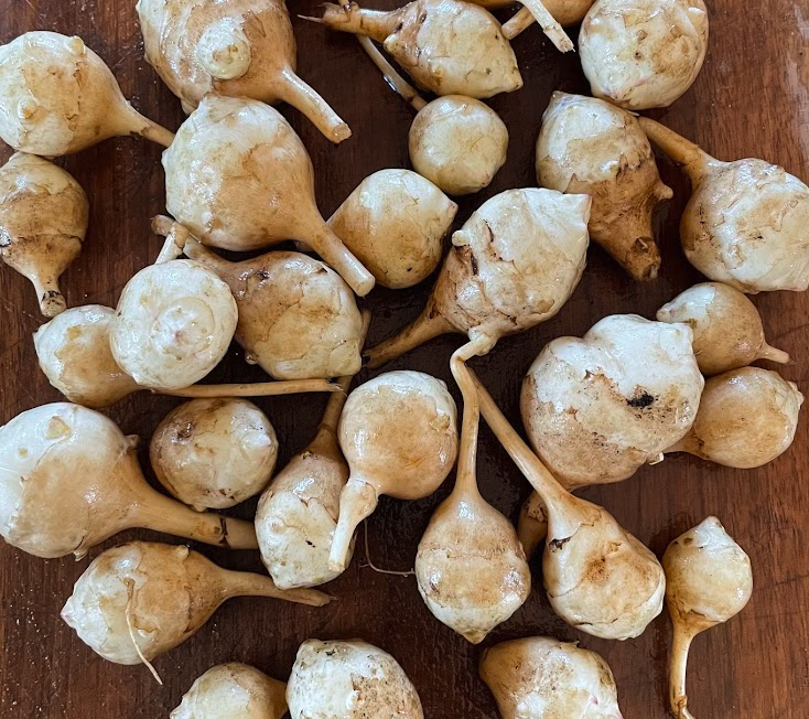 Jerusalem Artichoke Tubers - White - (Helianthus tuberosus) - (For Seed) - (Zone 3) - 5 Tubers