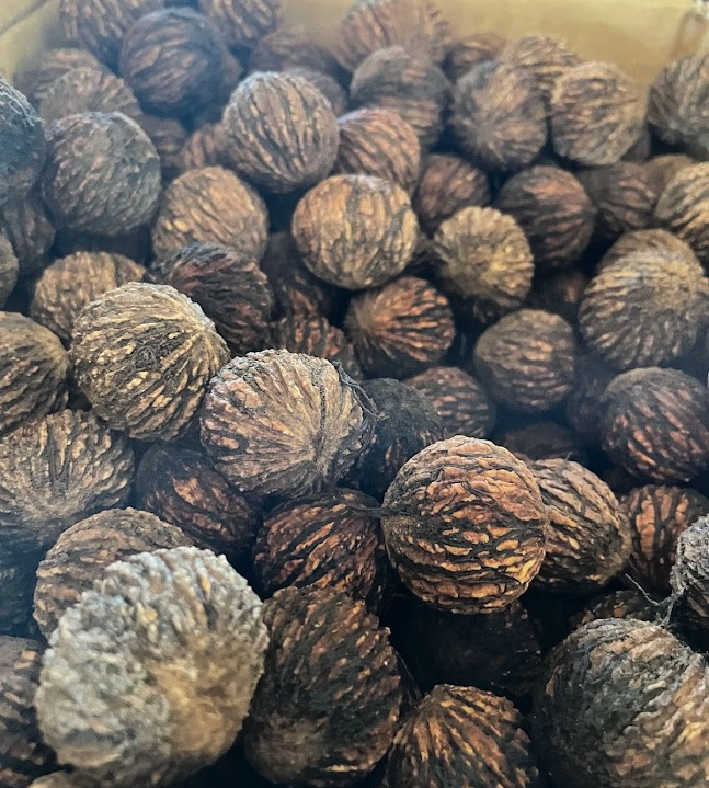 Black Walnut Seeds (Juglans nigra) - (Zone 3) - 10 Walnuts