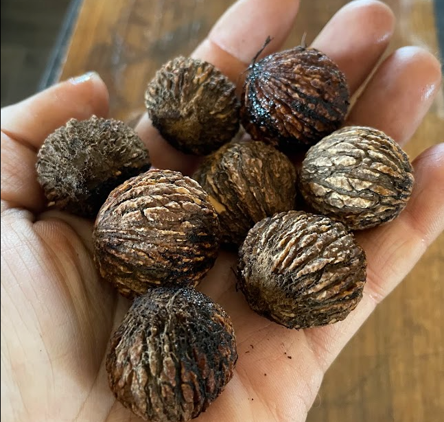 Graines de Noyer Noir (Juglans nigra) - (Zone 3) - 8 Noix
