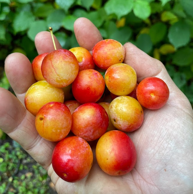 Ciruelo silvestre canadiense (Prunus nigra)
