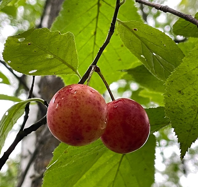 Ciruelo silvestre canadiense (Prunus nigra)