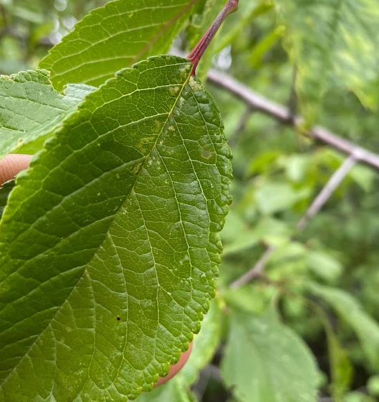 Ciruelo silvestre canadiense (Prunus nigra)