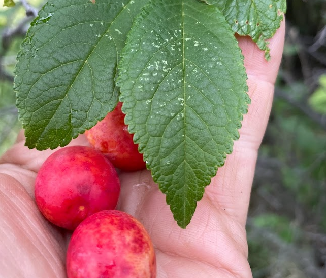 Ciruelo silvestre canadiense (Prunus nigra)