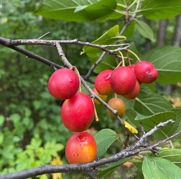 Wild Plum (Prunus nigra x Prunus sp.)