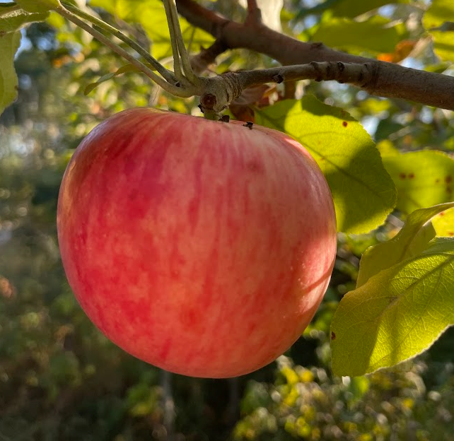 Pommier rose de Hall