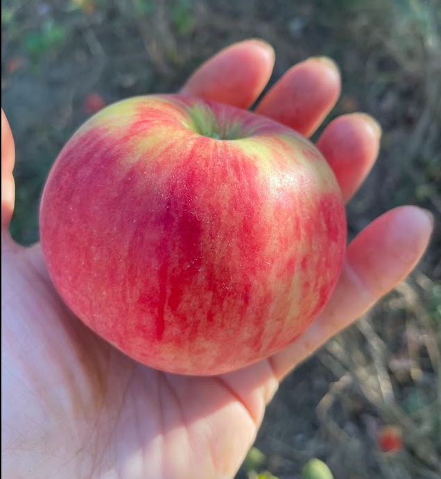 Pommier rose de Hall