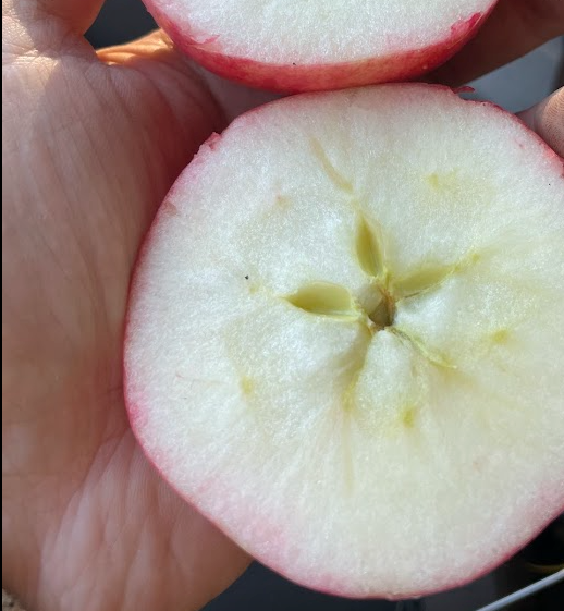 Pommier rose de Hall