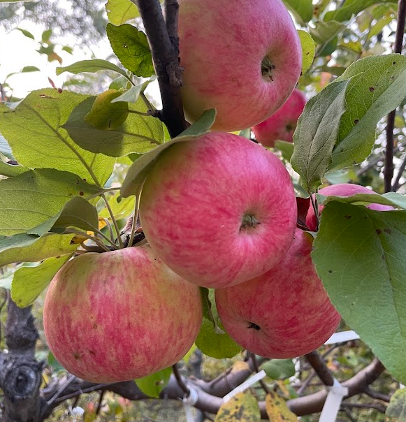 Pommier rose de Hall