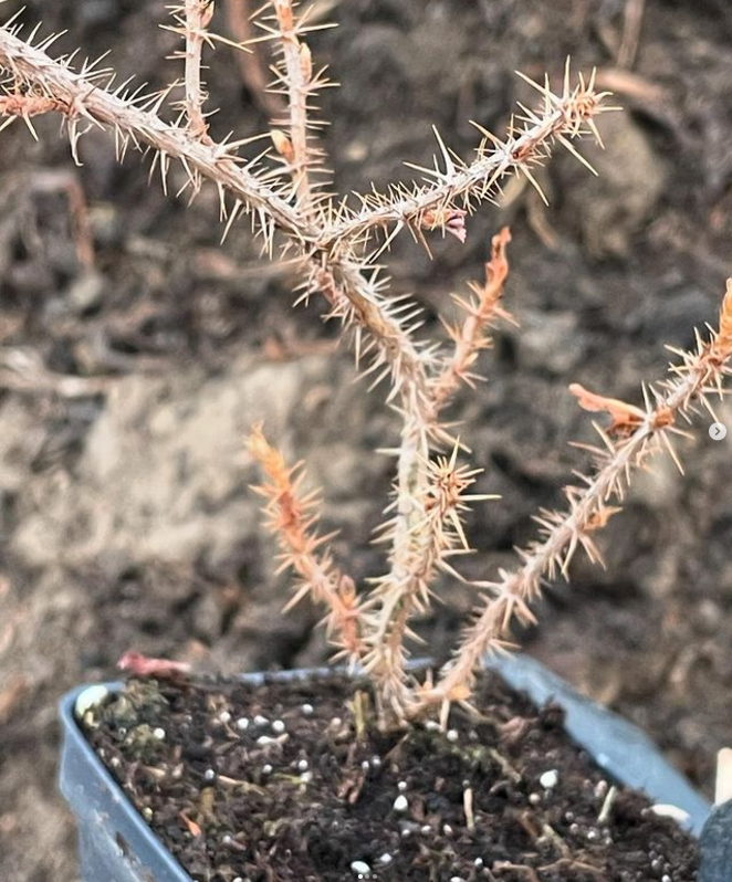 Groseille à maquereau du Canada (Ribes oxyacanthoides)