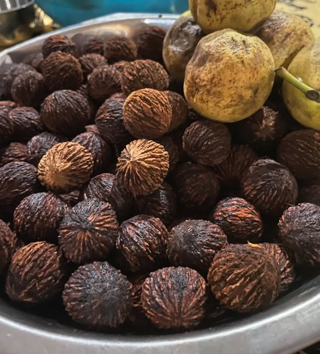 Manitoba Black Walnut (Juglans nigra)