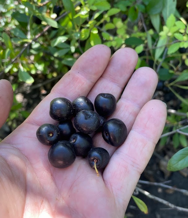Prunier de Besse (Prunus besseyi)