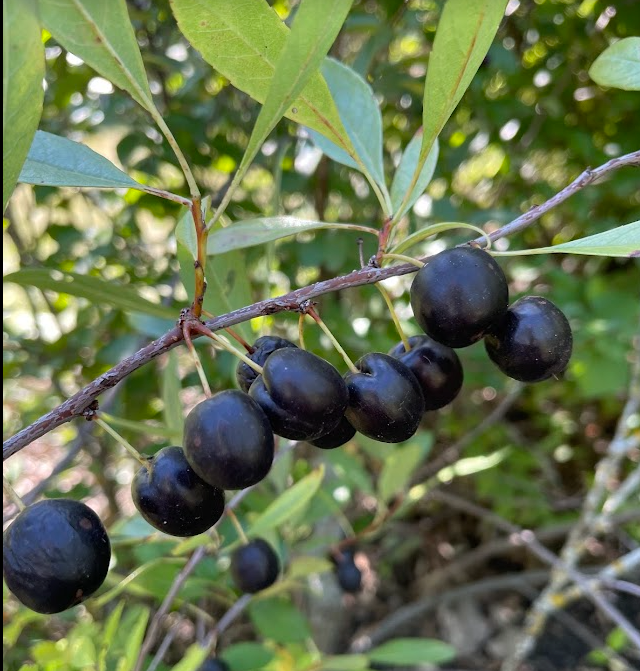 Prunier de Besse (Prunus besseyi)