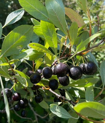 Western Sandcherry · 3