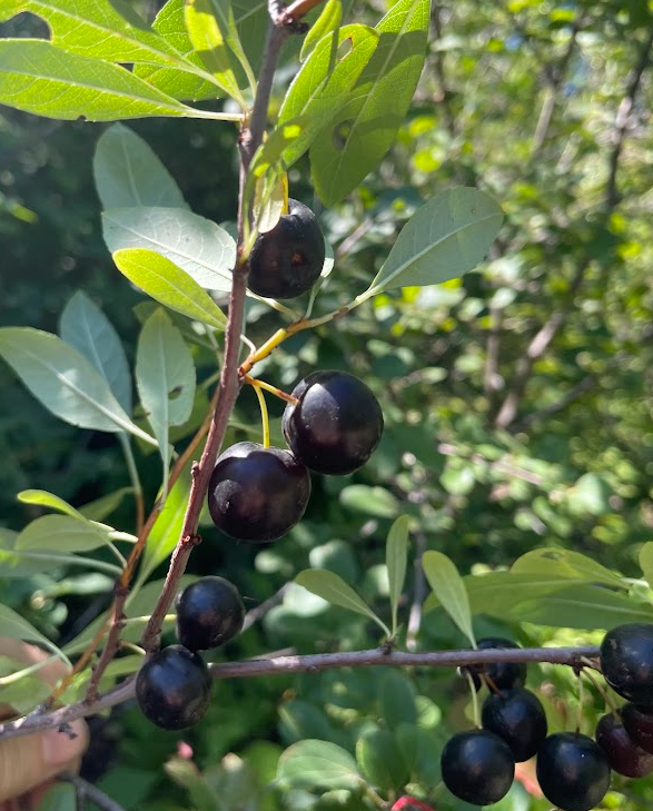 Prunier de Besse (Prunus besseyi)