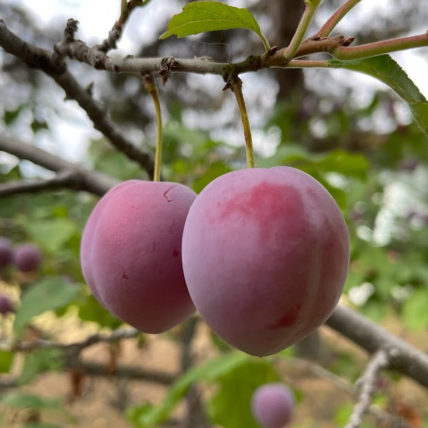 Jeunes plants de pruniers (Prunus sp.) - Zone 3