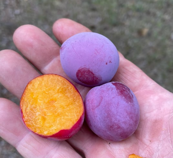 Jeunes plants de pruniers (Prunus sp.) - Zone 3