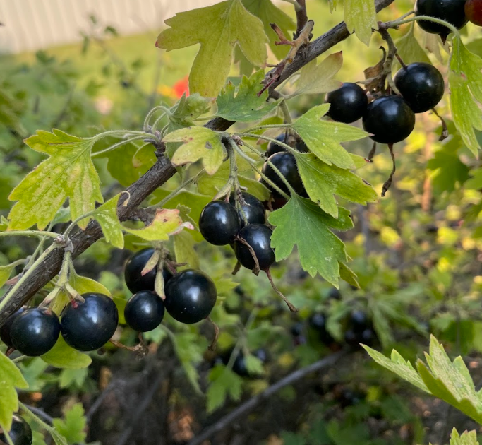 Groseille à clous de girofle (Ribes odoratum 'Crandall') - Berry Bush - 100+ graines