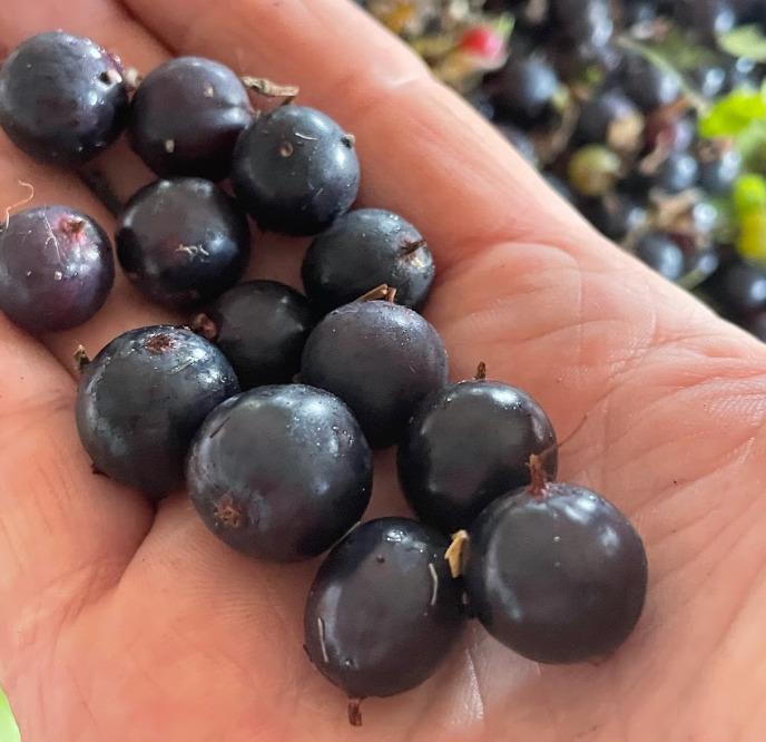 Groseille à clous de girofle (Ribes odoratum 'Crandall') - Berry Bush - 100+ graines