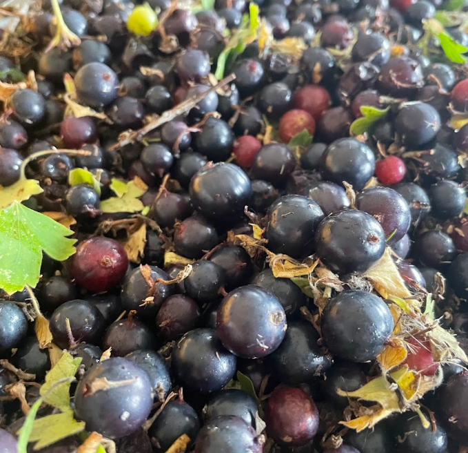 Groseille à clous de girofle (Ribes odoratum 'Crandall') - Berry Bush - 100+ graines