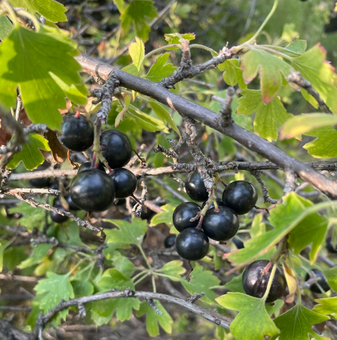 Groseille à clous de girofle (Ribes odoratum 'Crandall') - Berry Bush - 100+ graines