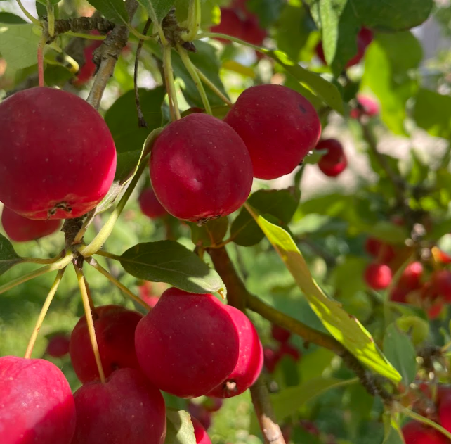 Graines de pommetier sauvage européen (Malus sylvestris) - Zone 4 - 25+ graines